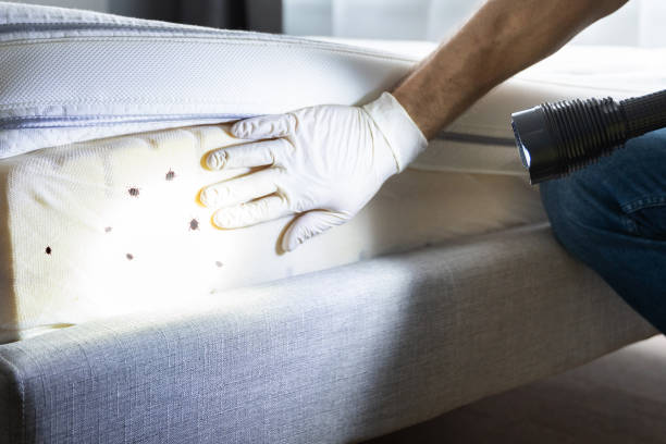 Best Rat Extermination Near Me  in Cherryvale, SC