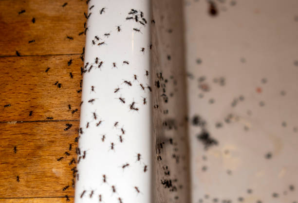 Best Pest Removal Services  in Cherryvale, SC